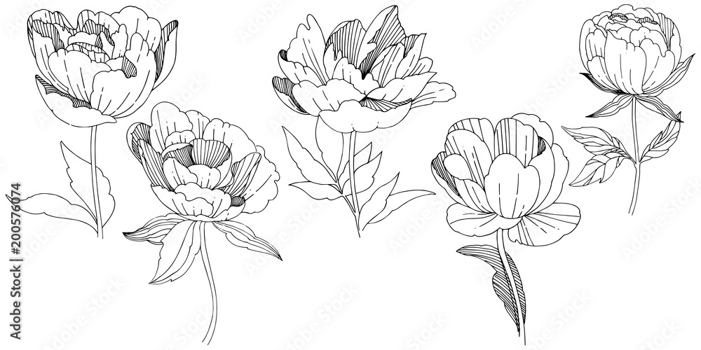 Wildflower peony flower in a vector style isolated. Full name of the plant: peony. Vector wildflower for background, texture, wrapper pattern, frame or border. Wildflower peony flower in a vector style isolated. Full name of the plant: peony. Vector wildflower for background, texture, wrapper pattern, frame or border.