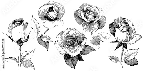 Wildflower rose  flower in a vector style isolated. Full name of the plant: rose , rosa, hulthemia. Vector wildflower for background, texture, wrapper pattern, frame or border.