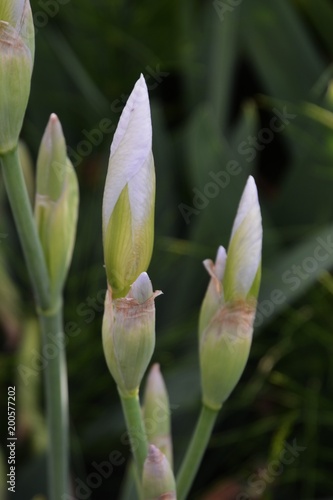 Coloring early summer  Dutch Iris   white 