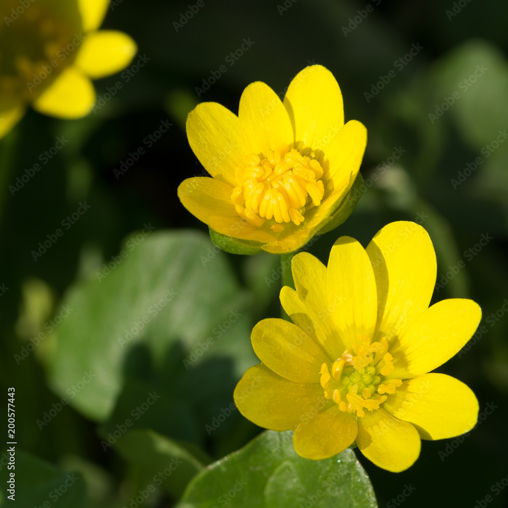 Close-up of yellow wild spring flowers. Soft focus. Close-up of yellow wild spring flowers. Soft focus.