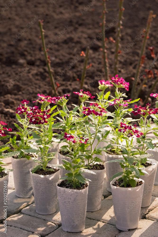 Verbena hybrida seedlings in white plastic pots. The concept of gardening.