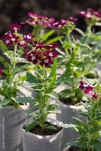 Verbena hybrida seedlings in white plastic pots. The concept of gardening.