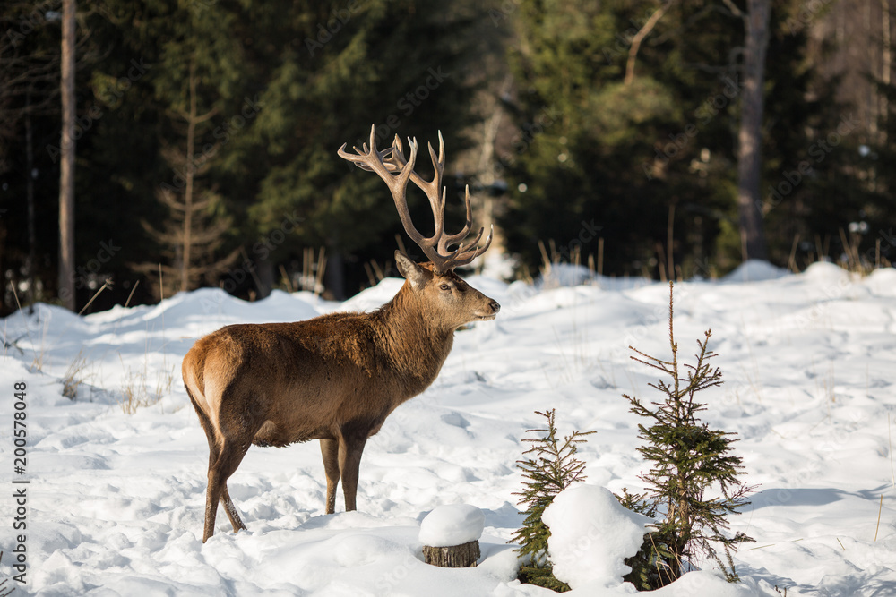 deer with big antlers deer with big antlers