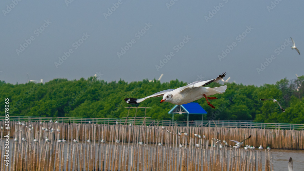 Fototapeta premium Seagulls are flying at the sea.