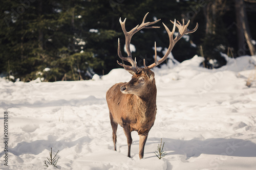 deer with big antlers