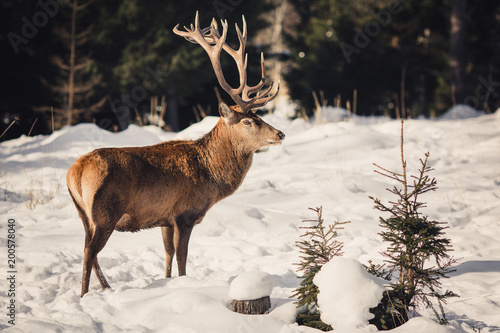 deer with big antlers