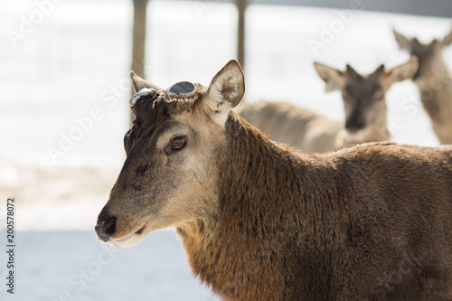 Fototapeta Naklejka Na Ścianę i Meble -  deer with cutted antlers in the field