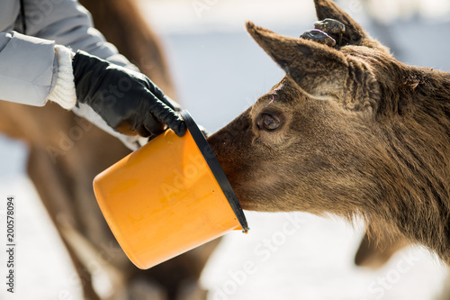 Fototapeta Naklejka Na Ścianę i Meble -  deer with cutted antlers in the field