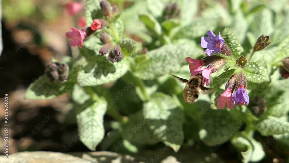 bee fly (Bombyliidae) on a Pulmonaria (lungwort) flower bee fly (Bombyliidae) on a Pulmonaria (lungwort) flower