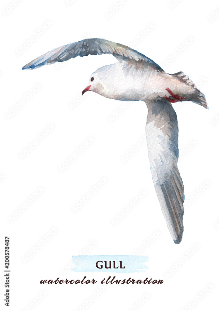 Obraz premium Beautiful seagull flying into the sky. Watercolor hand drawn illustration, isolated on a white background.