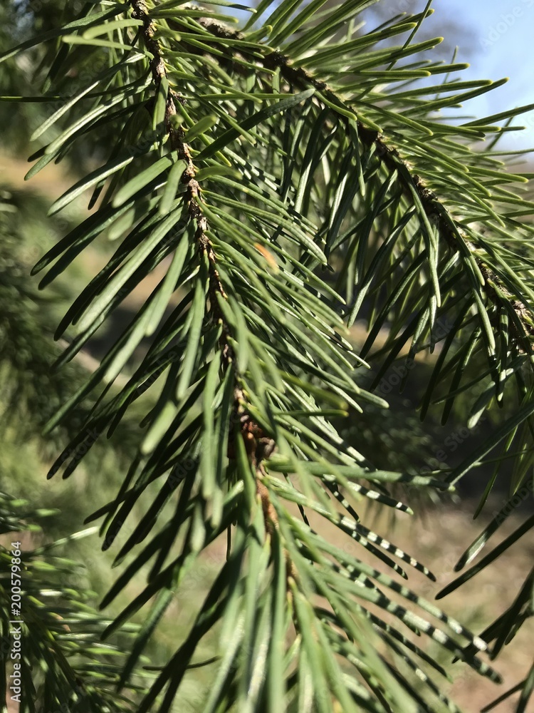 Obraz premium Coloradotanne