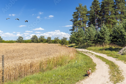 Small dog is running among ripe harvesting field of wheat and pine forest. Co...