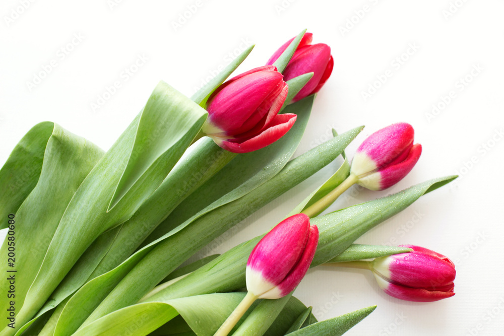 Beautiful bouquet red Tulip with rain drops on white background Beautiful bouquet red Tulip with rain drops on white background