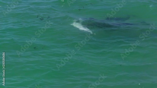 Wallpaper Mural A medium shot of two dolphins playing in the water. Torontodigital.ca