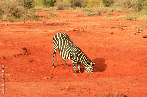 Zebra wild animal 