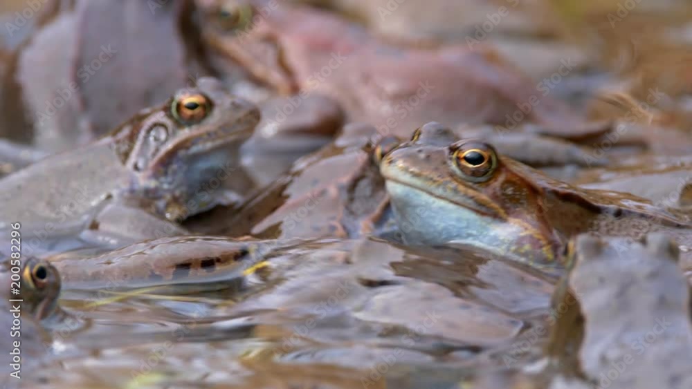 European common frog (Rana temporaria) mating European common frog (Rana temporaria) mating