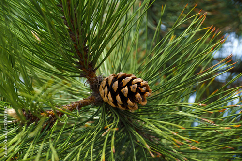 Картината върху платно Seed cone surrounded by long needles of black pine