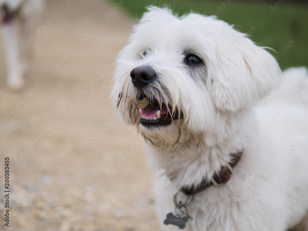 Walking the dog #dog#walk#animal#niceday#happy#white#sunny#portrait#bokeh#pet#lumix#mft#g9#25mm#friends#remerschen#luxembourg#dogshoot Walking the dog #dog#walk#animal#niceday#happy#white#sunny#portrait#bokeh#pet#lumix#mft#g9#25mm#friends#remerschen#luxembourg#dogshoot