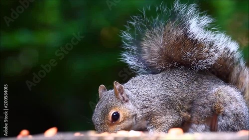 Grey squirrel eating peanuts from a tree stump in a park  photo