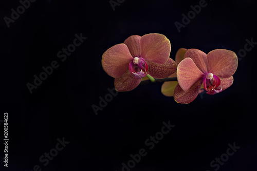 Bright orange Orchid on black background