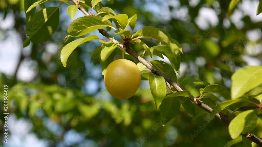 Tree branch with fruits. Leaves and sunshine.Yellow plums on the branch. Tree branch with fruits. Leaves and sunshine.Yellow plums on the branch.