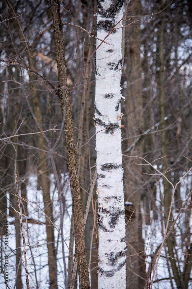 Fototapeta premium A lonely birch tree in the middle of a forest in Canada