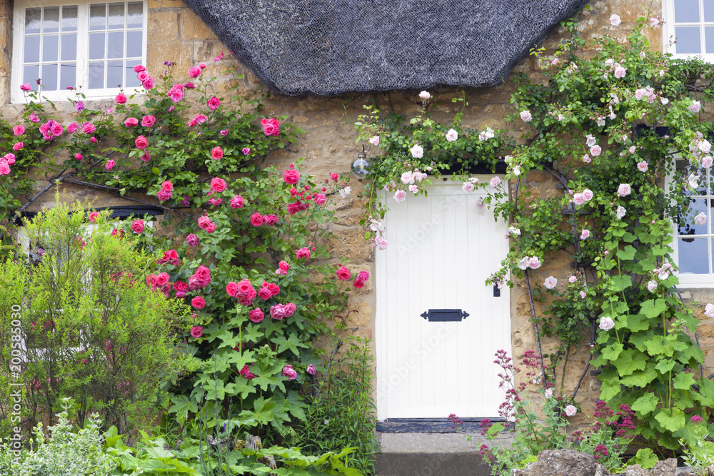 Fototapeta premium White wooden doors in Cotswold charming stone cottage with pink and red roses climbing the wall .