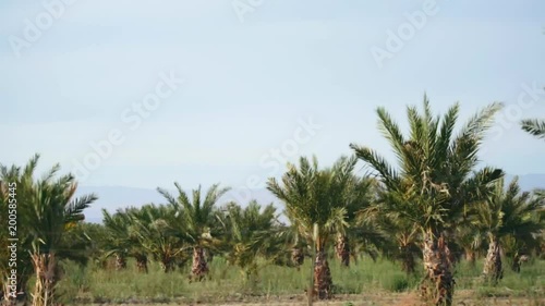Wallpaper Mural Palm Trees in the Desert Palm Springs Torontodigital.ca