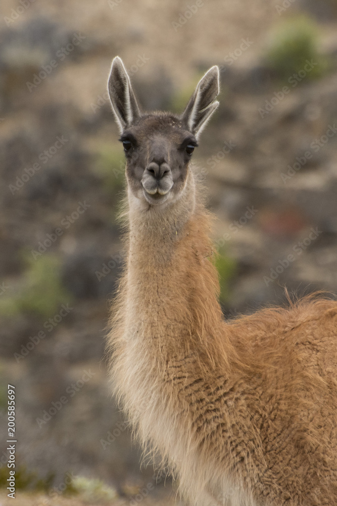 Guanaco Guanaco
