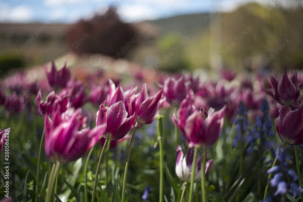 Tulip festival in Australia during blooming season Tulip festival in Australia during blooming season