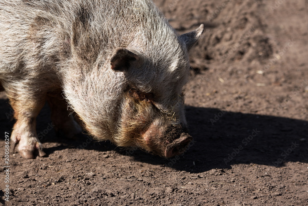 Vietnamesisches Hängebauchschwein Vietnamesisches Hängebauchschwein