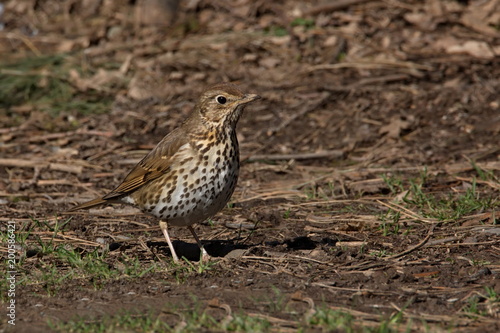 Wallpaper Mural Singdrossel Torontodigital.ca