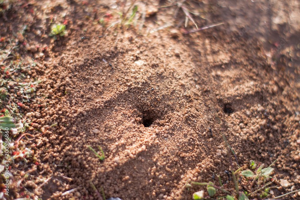 anthill on the road anthill on the road