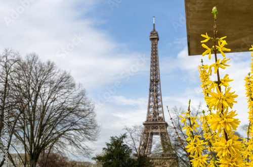 Tableau sur toile Forsythia in spring as the Eiffel Tower looms in the background