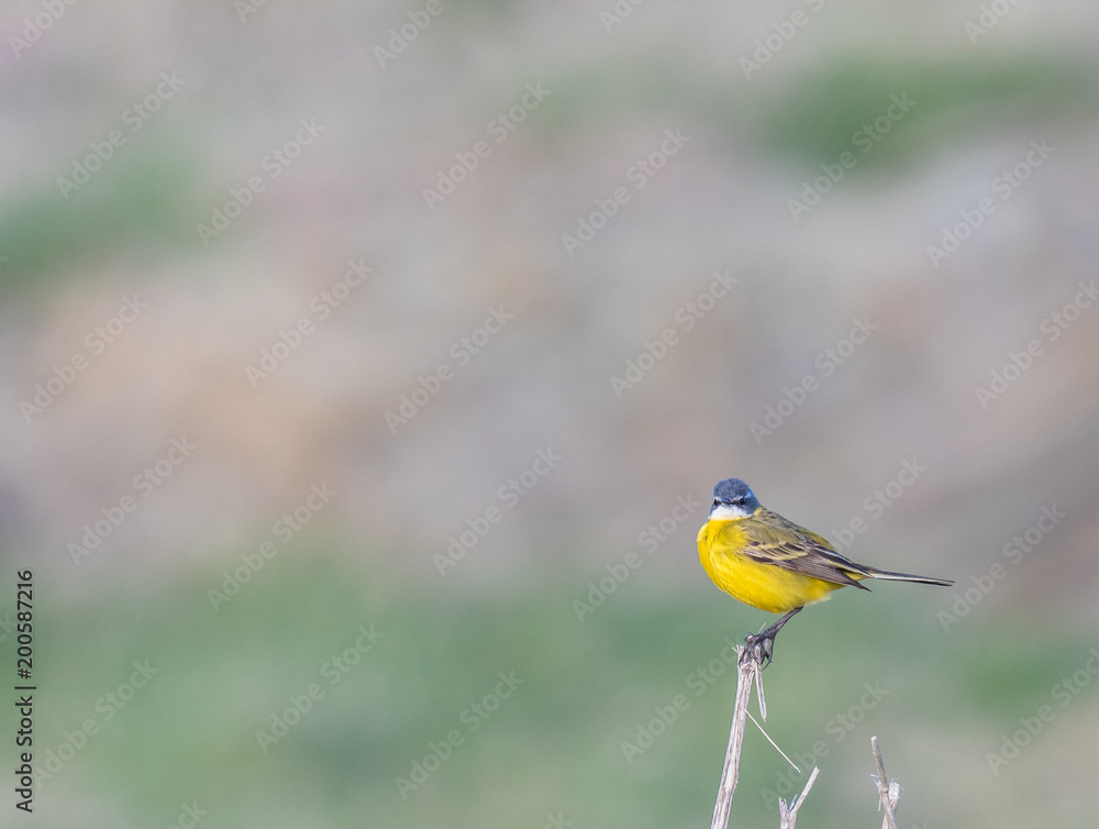 small and funny bird called yelow wagtail small and funny bird called yelow wagtail