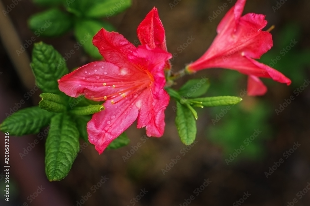 Obraz premium Blooming Azalea in the spring Park.