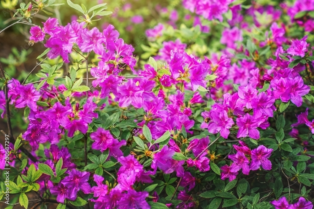 Blooming Azalea in the spring Park. Blooming Azalea in the spring Park.