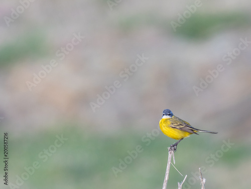 small and funny bird called yelow wagtail