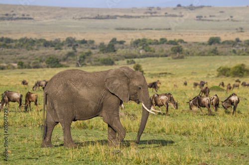 Elephant walking in the Masai Mara National Park in Kenya in teh migration season with ildebeest in the background