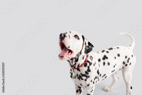 Dalmatian Puppy on Isolated Background