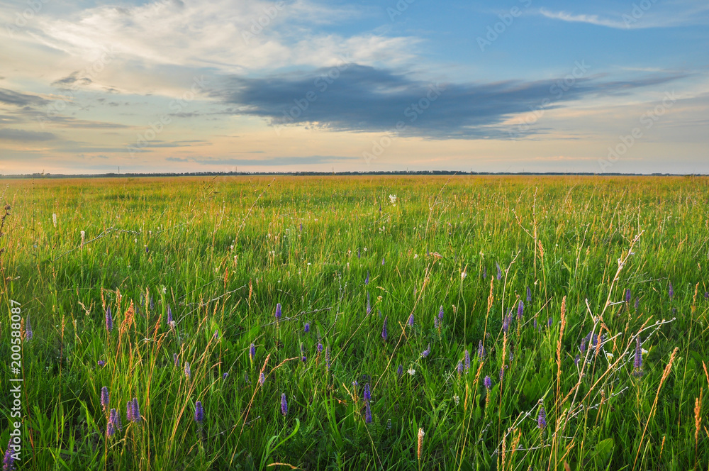Purple wildflowers at Siberian steppe field full of green grass. Altai, Russia