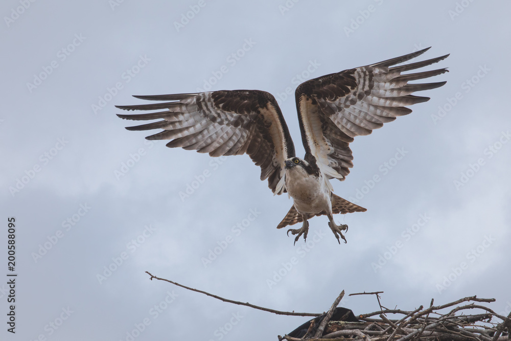 Fototapeta premium osprey