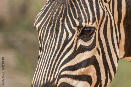 Plains Zebra