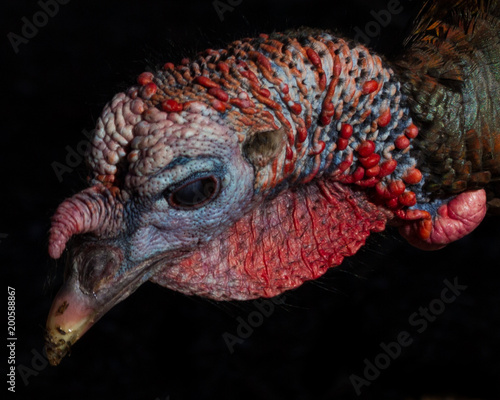 Ugly Turkey