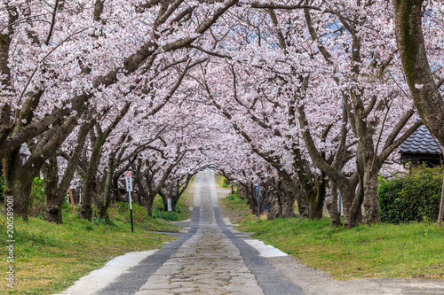 桜のアーチ、春イメージ