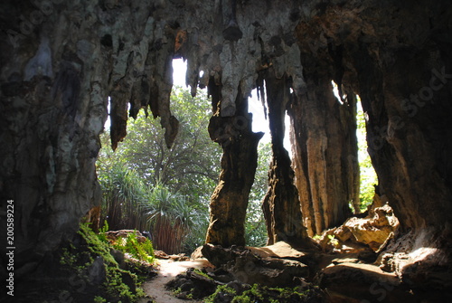 végétation depuis grotte photo