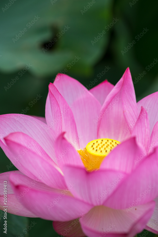 蓮の花 初夏イメージ 蓮の花 初夏イメージ