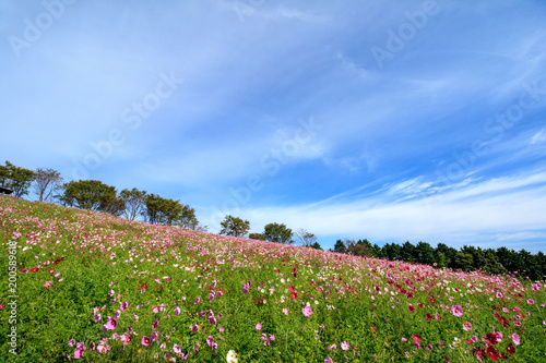 Wallpaper Mural コスモス畑 Torontodigital.ca