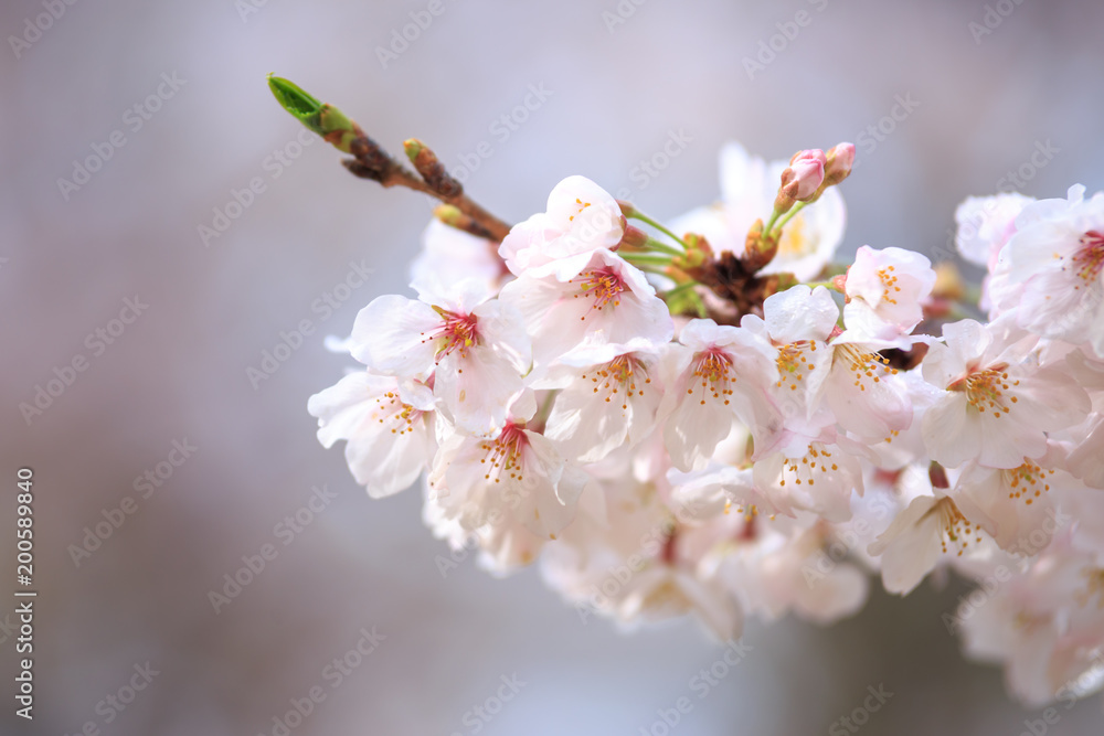 Obraz premium 桜の花