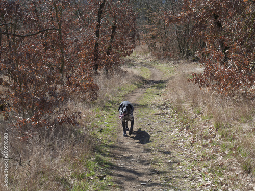 black gray hunting dog crossbreed whippet and labradorit with stick out tongue running on the forrest road